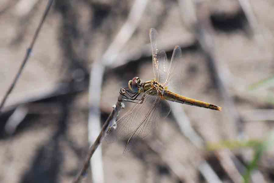 Libellula zona costiera da ID: